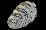 Polished Mammoth Molar Section - South Carolina #106410-1
